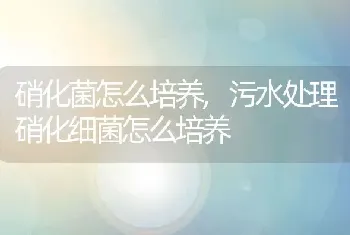 硝化菌怎么培养,污水处理硝化细菌怎么培养