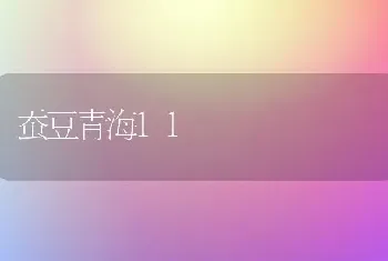 蚕豆青海11