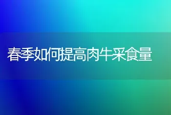 春季如何提高肉牛采食量