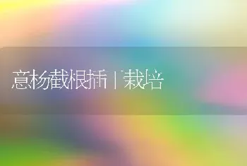 意杨截根插干栽培