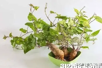 植物是怎么过冬的