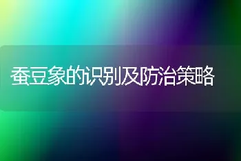 蚕豆象的识别及防治策略