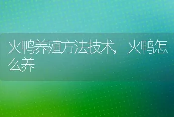 火鸭养殖方法技术