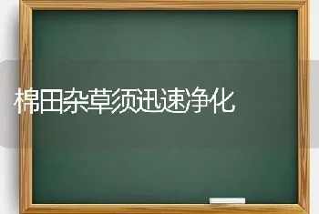 棉田杂草须迅速净化