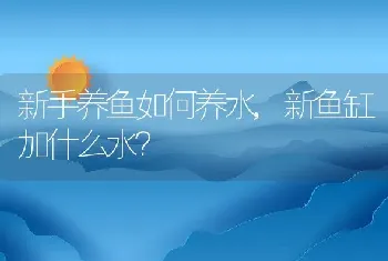 郁金香的产地和养殖方法