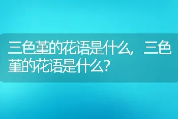 三色堇的花语是什么