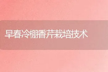 早春冷棚香芹栽培技术