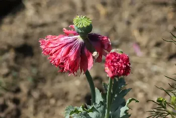 沙漠玫瑰花期多久