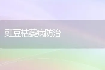 豇豆枯萎病防治