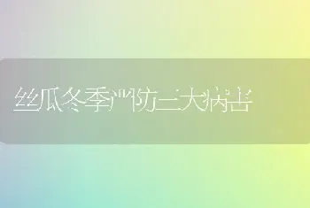 丝瓜冬季严防三大病害