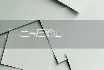 广玉兰高压繁殖