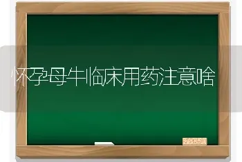 怀孕母牛临床用药注意啥