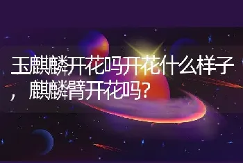 玉麒麟开花吗开花什么样子