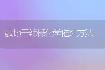 露地干辣椒化学催红方法