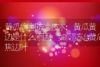 黄瓜病害防治技术:黄瓜黄边是什么原因