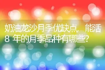 奶油龙沙月季优缺点