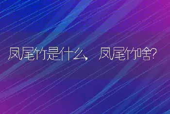 凤尾竹是什么