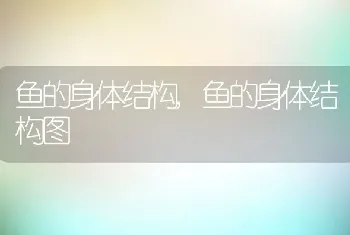 鱼的身体结构