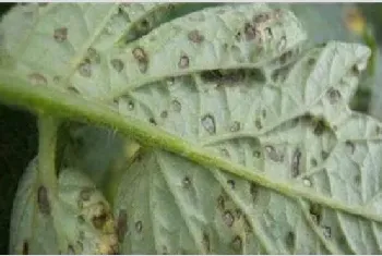 番茄灰叶斑病防治技术