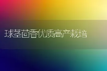 球茎茴香优质高产栽培