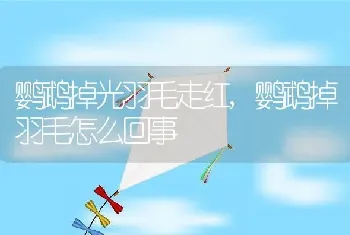 鹦鹉掉光羽毛走红,鹦鹉掉羽毛怎么回事