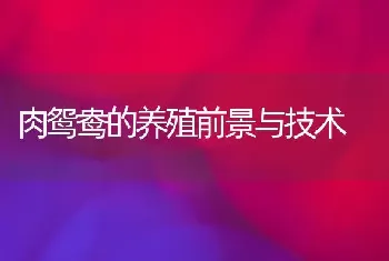 肉鸳鸯的养殖前景与技术