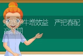 家庭养牛增效益 严把春配高峰期