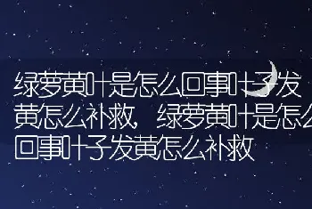 绿萝黄叶是怎么回事叶子发黄怎么补救