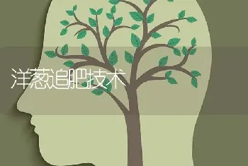 洋葱追肥技术