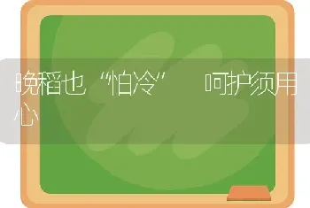 晚稻也“怕冷” 呵护须用心