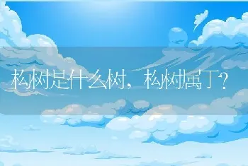 构树是什么树