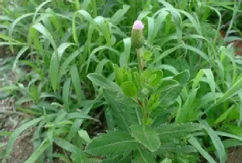 刺儿菜有哪些功效作用？刺儿菜人工种植技术