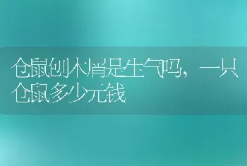 仓鼠刨木屑是生气吗,一只仓鼠多少元钱