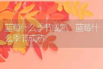 蓝莓什么季节成熟