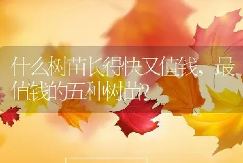 什么树苗长得快又值钱