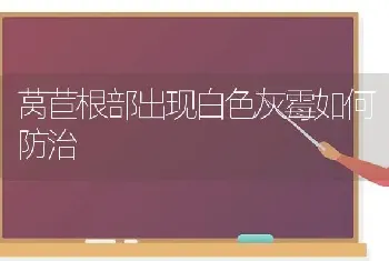 莴苣根部出现白色灰霉如何防治