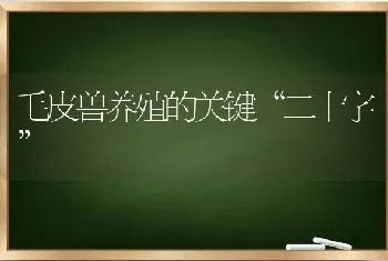 毛皮兽养殖的关键“二十字”