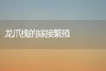 龙爪槐的嫁接繁殖