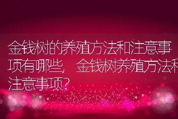 金钱树的养殖方法和注意事项有哪些