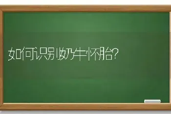 如何识别奶牛怀胎?