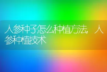 人参种子怎么种植方法