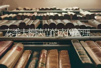 春季大棚秧苗的水份管理