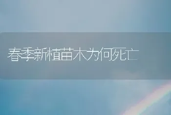 春季新植苗木为何死亡