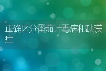 正确区分番茄叶霉病和缺镁症