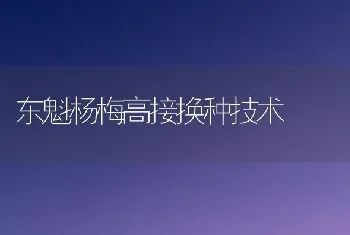 东魁杨梅高接换种技术