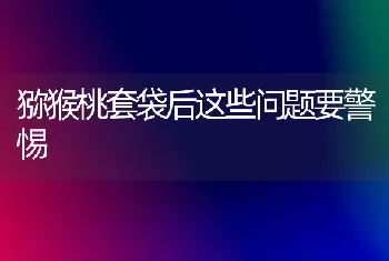 猕猴桃套袋后这些问题要警惕