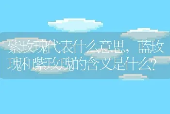 紫玫瑰代表什么意思