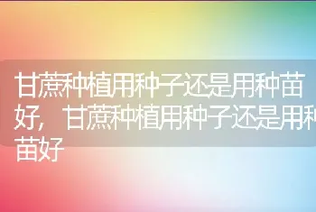 甘蔗种植用种子还是用种苗好