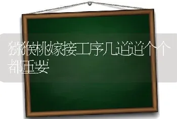 猕猴桃嫁接工序几道道个个都重要