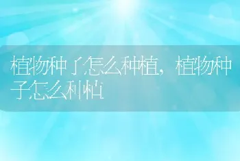 狗头鱼怎么养